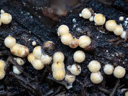 Attēlu rezultāti vaicājumam “Sphaerobolus stellatus”