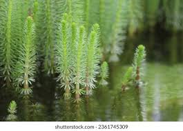 Attēlu rezultāti vaicājumam “Hippuris vulgaris”