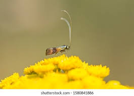 Attēlu rezultāti vaicājumam “Adelidae”