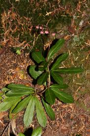 Attēlu rezultāti vaicājumam “Chimaphila umbellata leaf”
