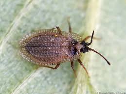 Attēlu rezultāti vaicājumam “Acalypta carinata”