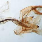 Attēlu rezultāti vaicājumam “Catoptria verellus”