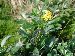 Attēlu rezultāti vaicājumam “Solidago virgaurea leaf”
