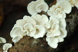 Attēlu rezultāti vaicājumam “Plicatura nivea”