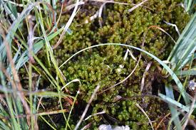 Attēlu rezultāti vaicājumam “Drepanocladus lycopodioides”