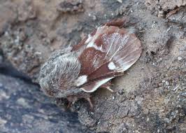 Attēlu rezultāti vaicājumam “Eriogaster lanestris”