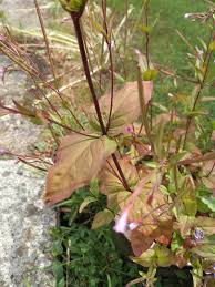 Attēlu rezultāti vaicājumam “Epilobium roseum leaf”