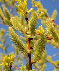Attēlu rezultāti vaicājumam “Salix daphnoides subsp. acutifolia bud”