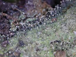 Attēlu rezultāti vaicājumam “Chaenotheca gracilenta”