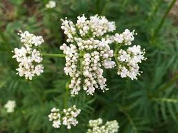 Attēlu rezultāti vaicājumam “Valeriana officinalis bud”