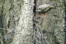 Attēlu rezultāti vaicājumam “Certhia familiaris”