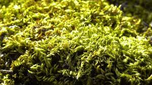 Attēlu rezultāti vaicājumam “Brachythecium salebrosum sporophyte”