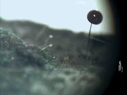 Attēlu rezultāti vaicājumam “Comatricha ellae macro”