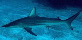 Image result for Carcharhinus brevipinna