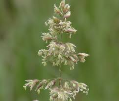 Attēlu rezultāti vaicājumam “Phalaroides arundinacea leaf”
