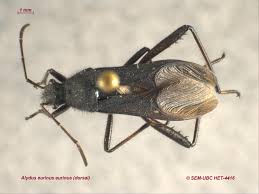 Attēlu rezultāti vaicājumam “Alydus calcaratus imago”