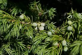 Attēlu rezultāti vaicājumam “Juniperus communis”