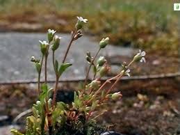 Attēlu rezultāti vaicājumam “Saxifraga tridactylites flower”