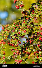 Attēlu rezultāti vaicājumam “Cotoneaster divaricatus”