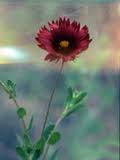 Image result for Gaillardia amblyodon