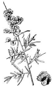 Attēlu rezultāti vaicājumam “Chenopodiaceae”