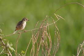 Image result for Cisticola juncidis