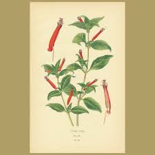 Image result for Cuphea ignea