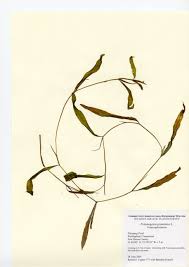 Attēlu rezultāti vaicājumam “Potamogeton gramineus”