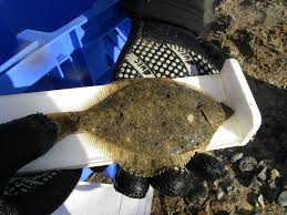 Image result for Liopsetta glacialis