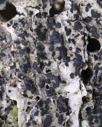 Attēlu rezultāti vaicājumam “Arthonia spadicea”