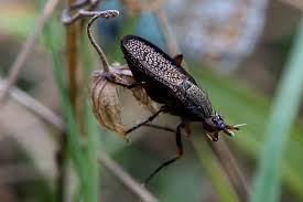 Attēlu rezultāti vaicājumam “Coremacera marginata”