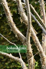 Attēlu rezultāti vaicājumam “Betula alleghaniensis”