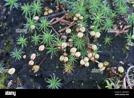 Attēlu rezultāti vaicājumam “Buxbaumia aphylla”