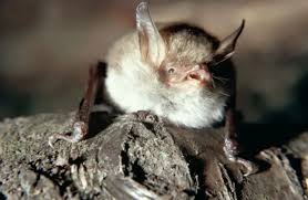 Attēlu rezultāti vaicājumam “Myotis nattereri”