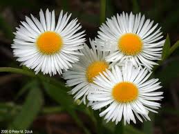 Attēlu rezultāti vaicājumam “Erigeron annuus flower”