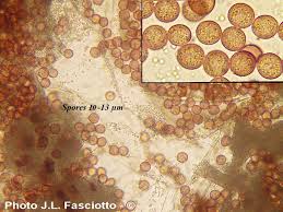 Attēlu rezultāti vaicājumam “Badhamia panicea”