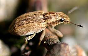 Attēlu rezultāti vaicājumam “Sitona sp.”