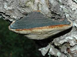 Attēlu rezultāti vaicājumam “Phellinus nigricans”