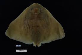 Image result for Gymnura micrura