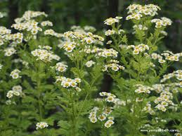 Image result for Tanacetum parthenium