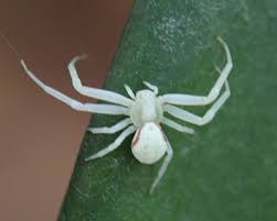 Image result for crab spider