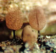 Attēlu rezultāti vaicājumam “Comatricha pulchella macro”