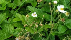 Attēlu rezultāti vaicājumam “Fragaria viridis flower”