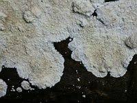 Attēlu rezultāti vaicājumam “Cystostereum murrayi”