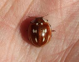 Attēlu rezultāti vaicājumam “Myzia oblongoguttata”