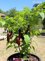 Afbeeldingsresultaat voor aji panca hot pepper