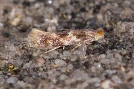 Attēlu rezultāti vaicājumam “Bucculatricidae”