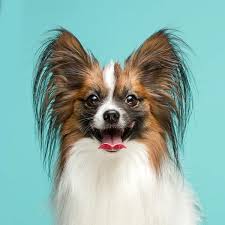 Image result for papillon