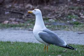 Attēlu rezultāti vaicājumam “Larus canus”