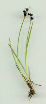 Attēlu rezultāti vaicājumam “Juncus alpinoarticulatus”